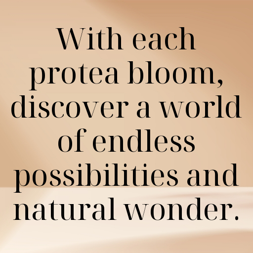 176+ Protea Captions For Instagram In (2025) 8 Protea Captions Photo For Instagram In (2025)-c0E0vM