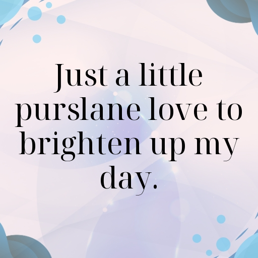 Purslane Captions Image For Instagram In [2025]-5iBpoC