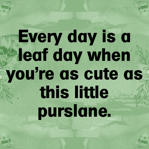 Purslane Captions Photo For Instagram In [2025]-ZHnBOu