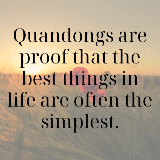 Quandong Captions Photo For Instagram In 2025-8aS5gQ