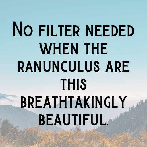 Ranunculus Captions Image For Instagram In [2025]-fNxCbL