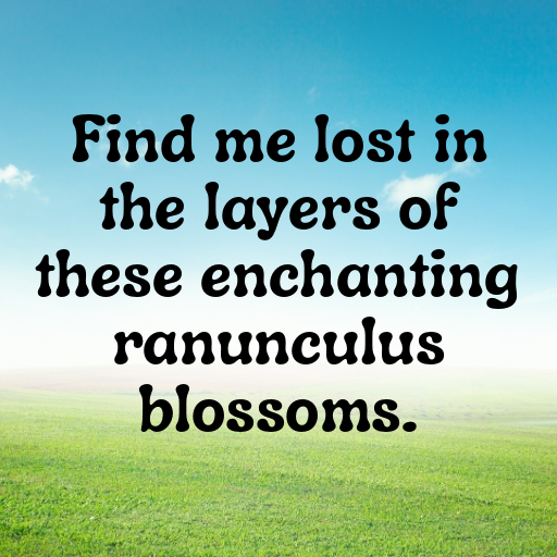 Ranunculus Captions Image For Instagram In [2025]-nurdMH