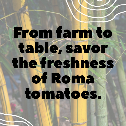 156+ Roma Tomato Captions For Instagram In 2025 5 Roma Tomato Captions Photo For Instagram In 2025-LuAwRf