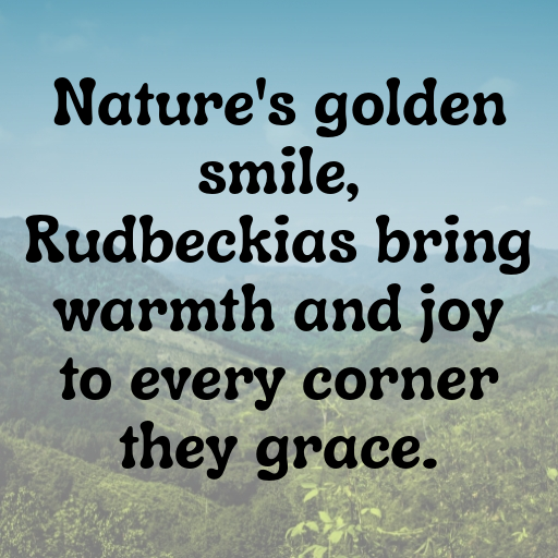 Rudbeckia Captions Photo For Instagram In 2025-hE5gIv