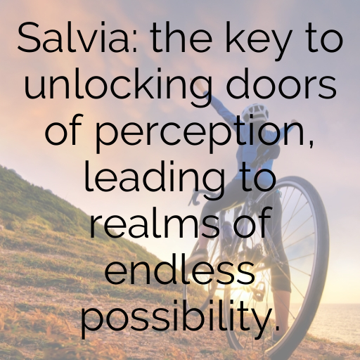 163+ Salvia Captions For Instagram In (2025) 3 Salvia Captions Image For Instagram In (2025)-sAwjhK