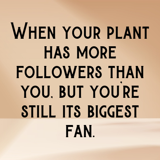 163+ Salvia Captions For Instagram In (2025) 4 Salvia Captions Photo For Instagram In (2025)-AfIoz4