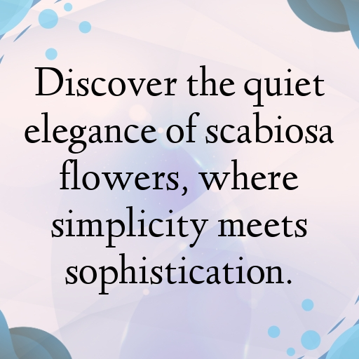 195+ Scabiosa Captions For Instagram In (2025) 3 Scabiosa Captions Image For Instagram In (2025)-8ly3jo