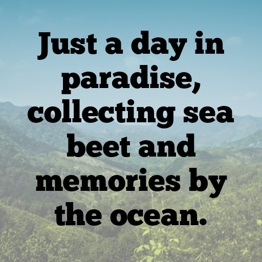 162+ Sea Beet Captions For Instagram In 2025 8 Sea Beet Captions Image For Instagram In 2025-GtFhsB