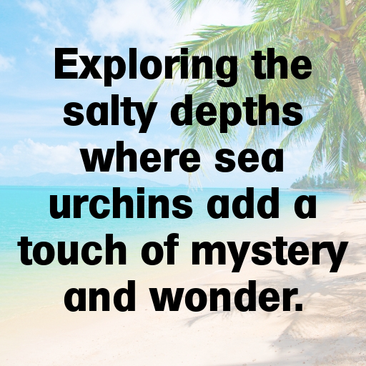 169+ Sea Urchin Captions For Instagram In (2025) 3 Sea Urchin Captions Image For Instagram In (2025)-Z7cQ4a