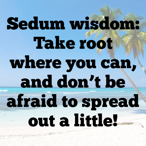 Sedum Captions Image For Instagram In 2025-O0s7cS