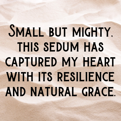 Sedum Captions Photo For Instagram In 2025-aAckxd