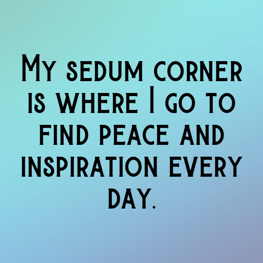 Sedum Captions Photo For Instagram In 2025-I9zdwE