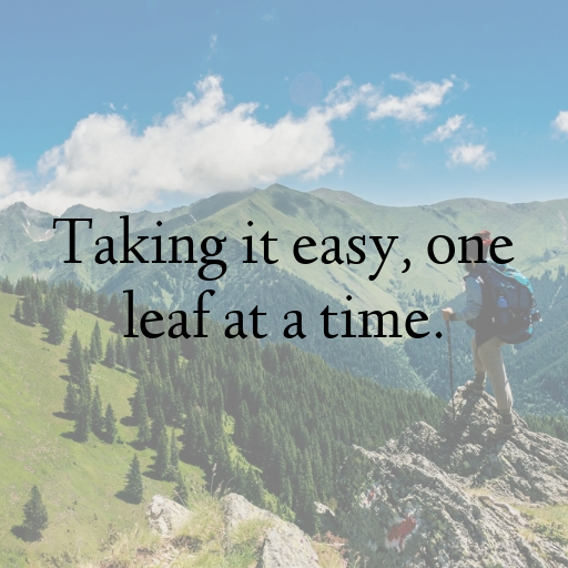 Sloth Captions Photo For Instagram In (2025)-R6VJwH