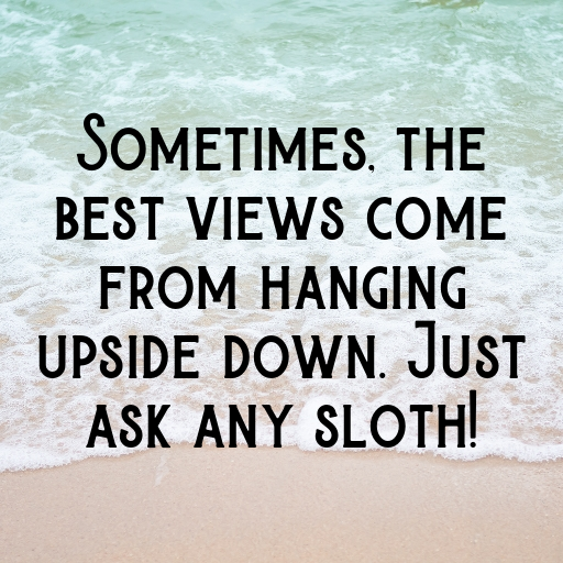 Sloth Captions Photo For Instagram In (2025)-SvBkF1