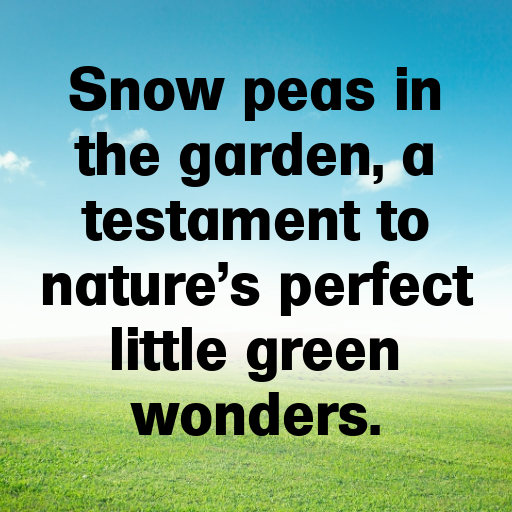 177+ Snow Pea Captions For Instagram In (2025) 5 Snow Pea Captions Photo For Instagram In (2025)-V1QHxh