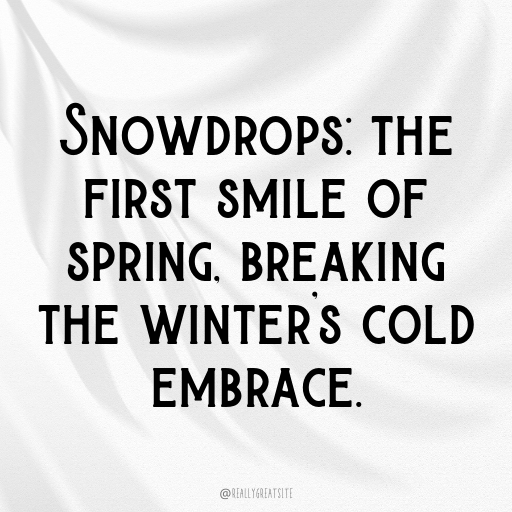 Snowdrop Captions Image For Instagram In [2025]-pICjbo