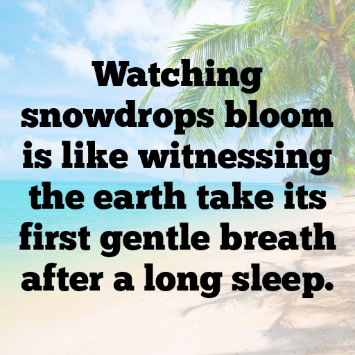 Snowdrop Captions Photo For Instagram In [2025]-pnfZze