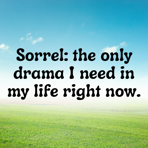 182+ Sorrel Captions For Instagram In (2025) 4 Sorrel Captions Photo For Instagram In (2025)-NnfC3E