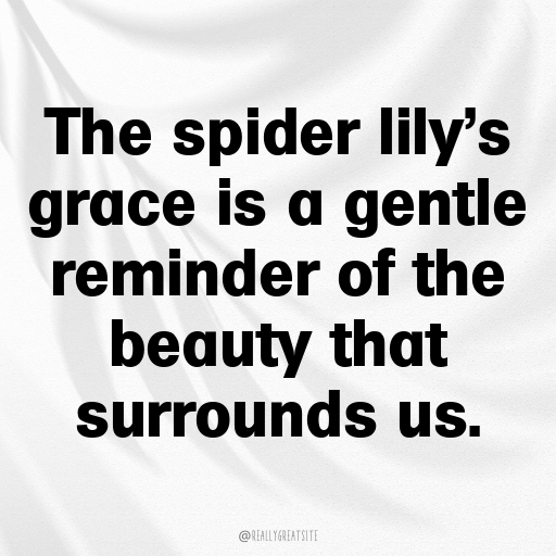 Spider Lily Captions Photo For Instagram In [2025]-UoDQGK