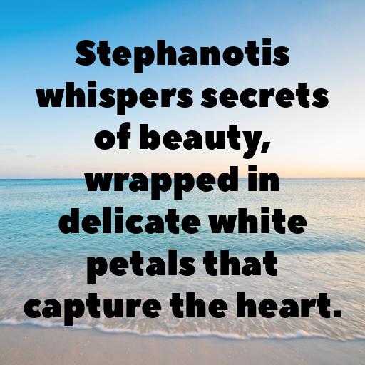 Stephanotis Captions Image For Instagram In [2025]-c3y9QT