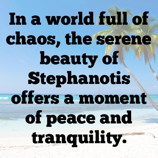 Stephanotis Captions Image For Instagram In [2025]-eWueHh