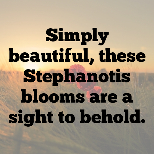 Stephanotis Captions Photo For Instagram In [2025]-4K6QxD