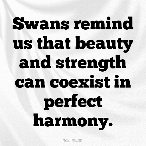 Swan Captions Photo For Instagram In 2025-zq8LwF