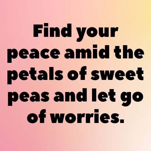 Sweet Pea Captions Image For Instagram In [2025]-2w35C3