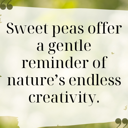 Sweet Pea Captions Image For Instagram In [2025]-RjnvSd