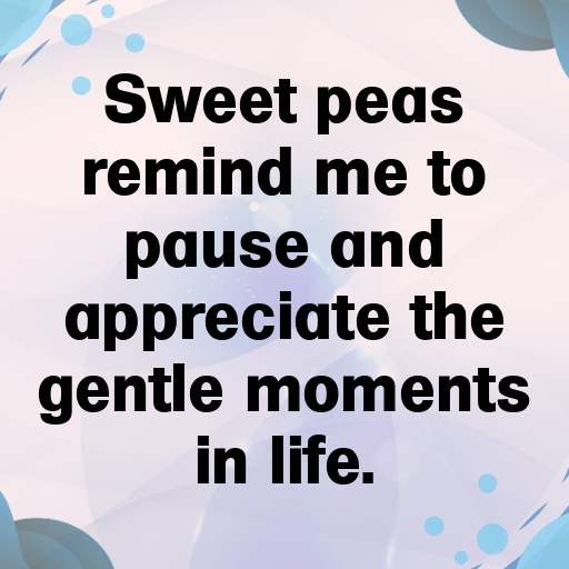 Sweet Pea Captions Photo For Instagram In [2025]-BjZIkl