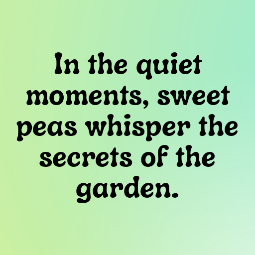 Sweet Pea Captions Photo For Instagram In [2025]-V8tgpD