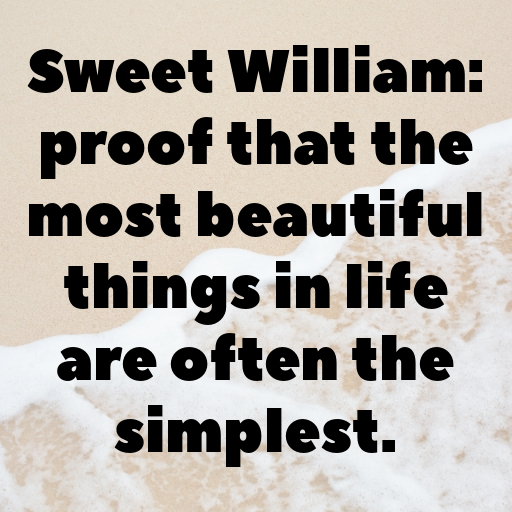 182+ Sweet William Captions For Instagram In 2025 7 Sweet William Captions Image For Instagram In 2025-NPWfym