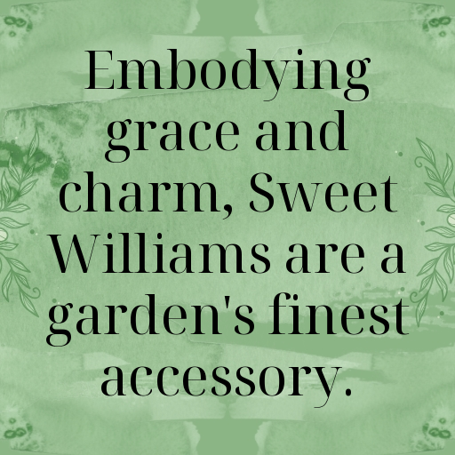 182+ Sweet William Captions For Instagram In 2025 10 Sweet William Captions Image For Instagram In 2025-WJZeOK