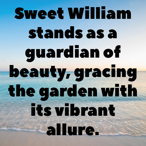 182+ Sweet William Captions For Instagram In 2025 9 Sweet William Captions Image For Instagram In 2025-xChfGt