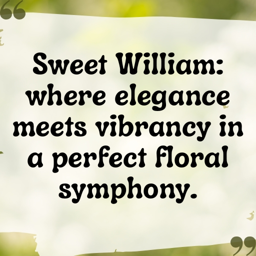 182+ Sweet William Captions For Instagram In 2025 8 Sweet William Captions Photo For Instagram In 2025-bCSroe