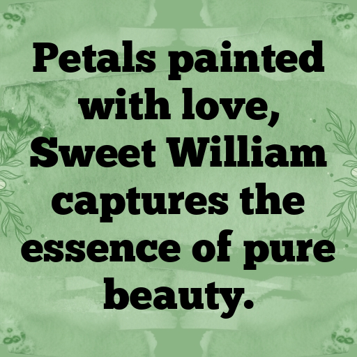 182+ Sweet William Captions For Instagram In 2025 6 Sweet William Captions Photo For Instagram In 2025-eXhTey