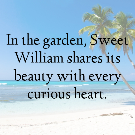 182+ Sweet William Captions For Instagram In 2025 5 Sweet William Captions Photo For Instagram In 2025-OjtDoQ