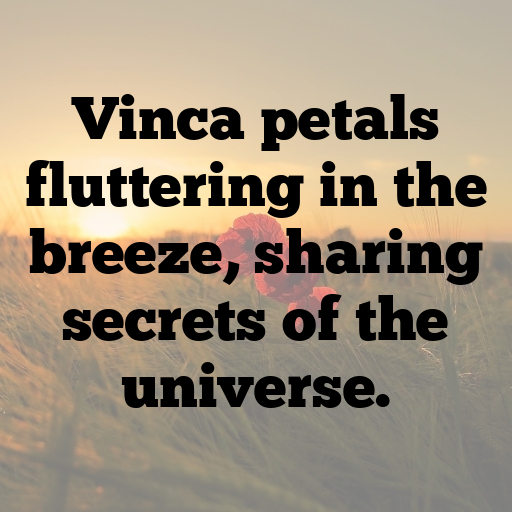 184+ Vinca Captions For Instagram In 2025 7 Vinca Captions Image For Instagram In 2025-0jNUk7