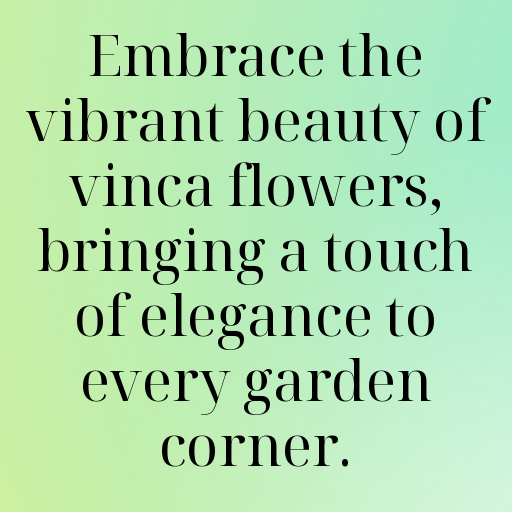 184+ Vinca Captions For Instagram In 2025 10 Vinca Captions Image For Instagram In 2025-7ikbIV