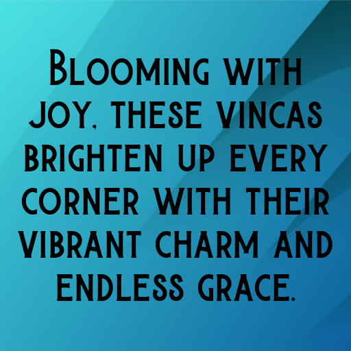 184+ Vinca Captions For Instagram In 2025 6 Vinca Captions Image For Instagram In 2025-v0Suwj