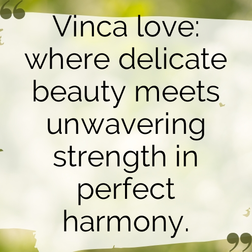 184+ Vinca Captions For Instagram In 2025 3 Vinca Captions Image For Instagram In 2025-zaVbuo