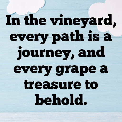 150+ Vineyard Walk Captions for Instagram In (2025) 8 Vineyard Walk Captions Image for Instagram In (2025)-PRPRT2