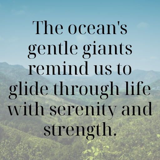 199+ Whale Captions For Instagram In 2025 10 Whale Captions Photo For Instagram In 2025-BaCfQH