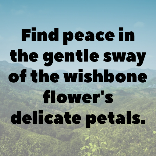 Wishbone Flower Captions Photo For Instagram In [2025]-rqXZhr