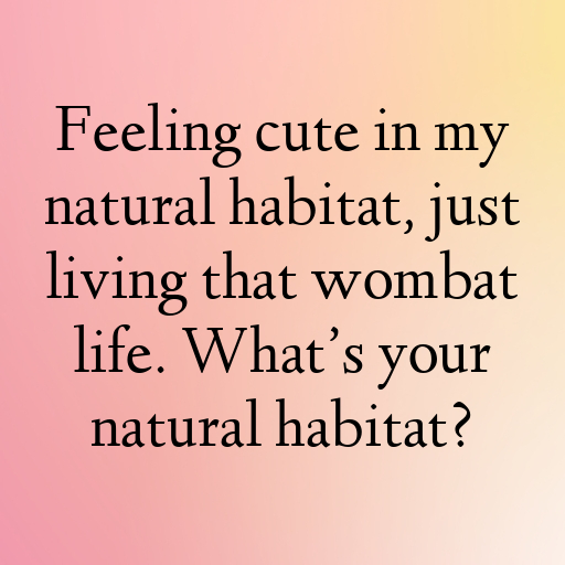 151+ Wombat Captions For Instagram In (2025) 8 Wombat Captions Photo For Instagram In (2025)-At36Dv