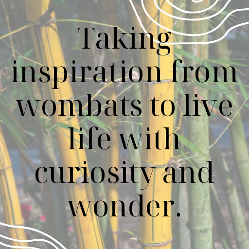 151+ Wombat Captions For Instagram In (2025) 6 Wombat Captions Photo For Instagram In (2025)-G0nuG1