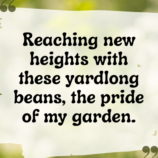 193+ Yardlong Bean Captions For Instagram In (2025) 10 Yardlong Bean Captions Photo For Instagram In (2025)-BoYUeB