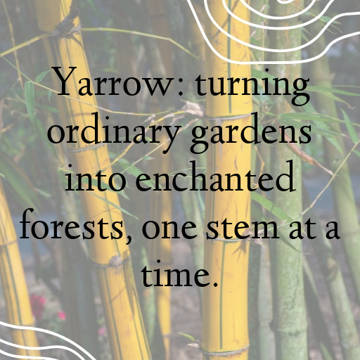 Yarrow Captions Image For Instagram In 2025-FzjTrE