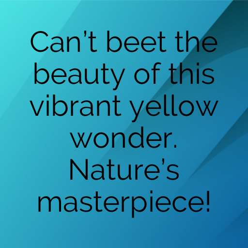 Yellow Beet Captions Photo For Instagram In 2025-xRkwpS