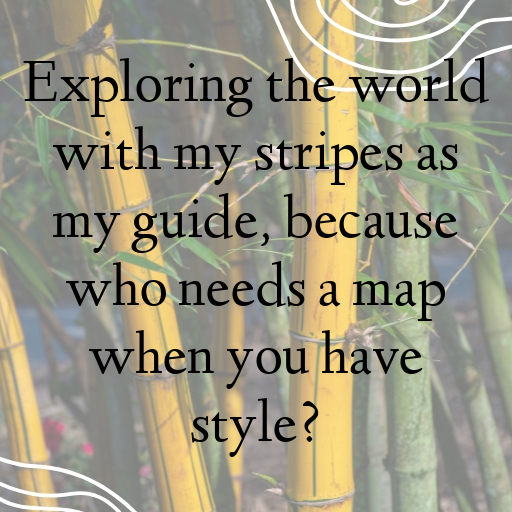 197+ Zebra Captions For Instagram In (2025) 10 Zebra Captions Image For Instagram In (2025)-SBjlrg